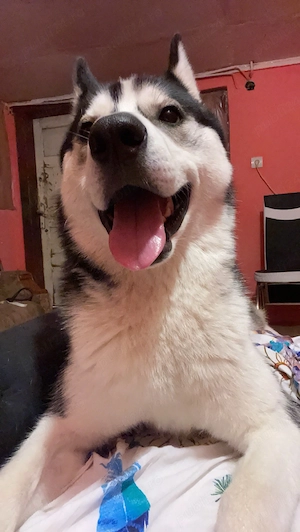 husky siberian cauta partenera  - imagine 2