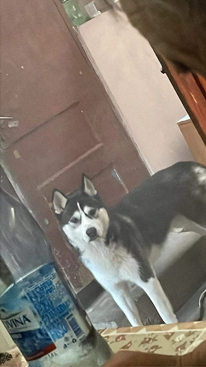 husky siberian cauta partenera  - imagine 3
