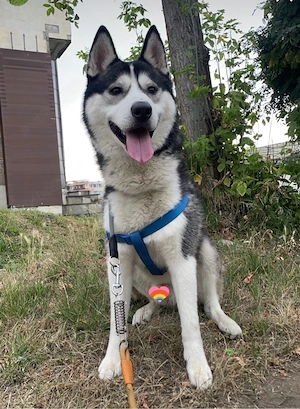 husky siberian cauta partenera  - imagine 4