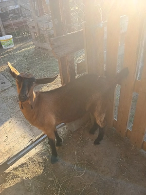 vând două ieduțe angromediene între vârsta 2 3 luni  și 500 lei bucata vând o ieduță Metis Alpin înt