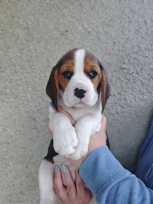 Pui Beagle tricolor rasa pură 