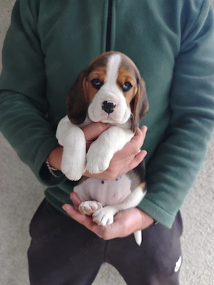 Pui Beagle tricolor rasa pură  - imagine 2