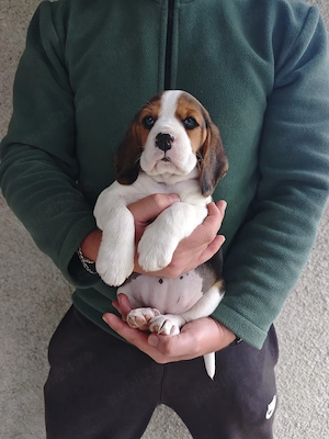 Pui Beagle tricolor rasa pură  - imagine 4