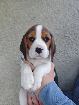Pui Beagle tricolor rasa pură  - imagine 3