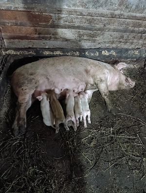 scrofa cu 6 purcei - imagine 3