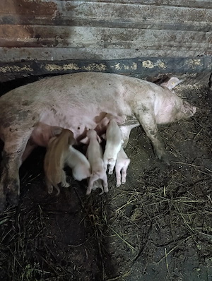 scrofa cu 6 purcei - imagine 2