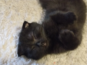 Pisoiasi scottish fold short hair - imagine 2