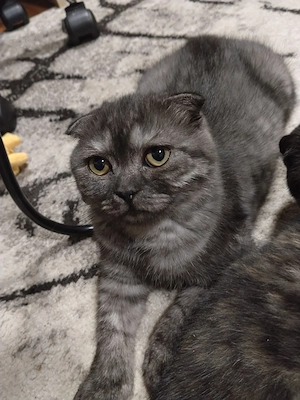Pisoiasi scottish fold short hair