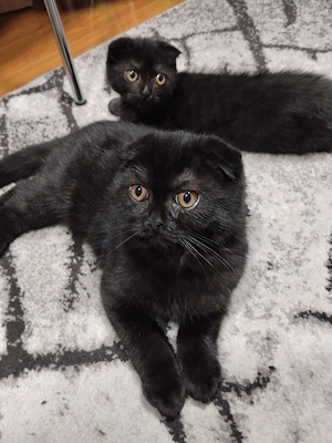 Pisoiasi scottish fold short hair - imagine 5