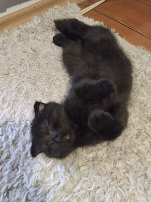 Pisoiasi scottish fold short hair - imagine 3