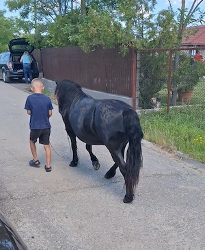 Poneita de vanzare