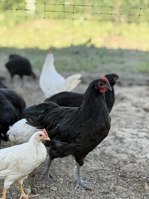 Leghorn și Australorp de vânzare  - imagine 3