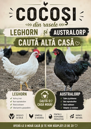 Leghorn și Australorp de vânzare  - imagine 4