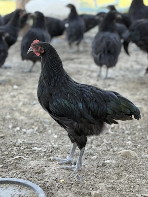 Leghorn și Australorp de vânzare  - imagine 2