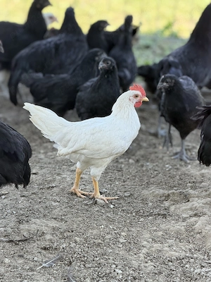 Leghorn și Australorp de vânzare 