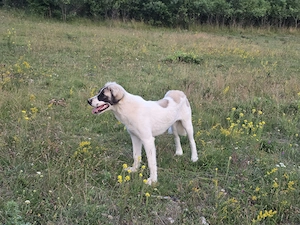 Vand femela de 7 luni- metis ciobanesc