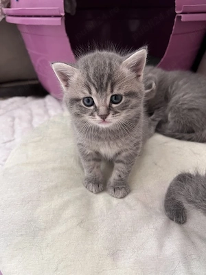 British shorthair pui superbi - imagine 3