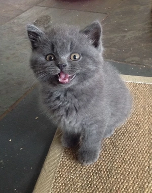 British shorthair pui  - imagine 3