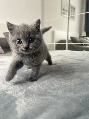 British shorthair pui 2 luni  - imagine 3