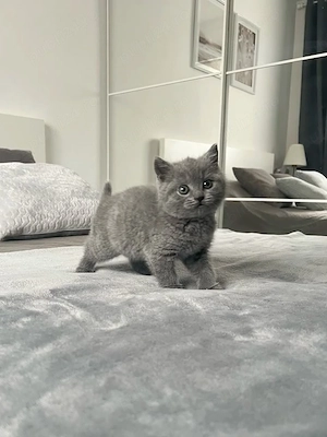 British shorthair pui 2 luni  - imagine 2