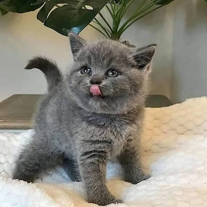 British shorthair pui 2 luni 