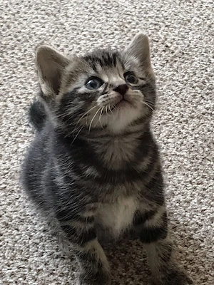 American shorthair puiuți - imagine 2