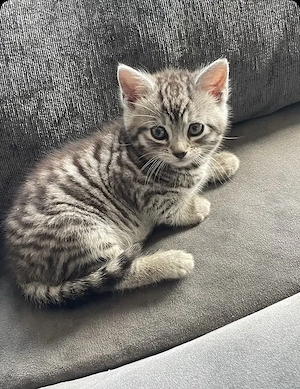 American shorthair puiuți - imagine 3