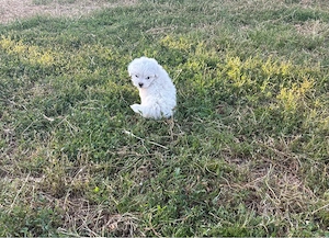 Pui Bichon 2 Luni 