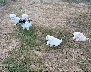 Pui Bichon 2 Luni  - imagine 2