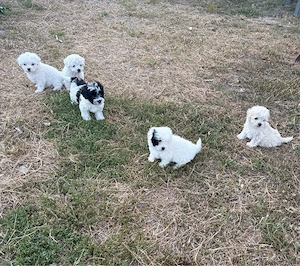 Pui Bichon 2 Luni  - imagine 3