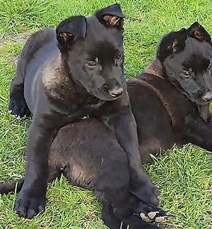 vând pui ciobanesc belgian malinois