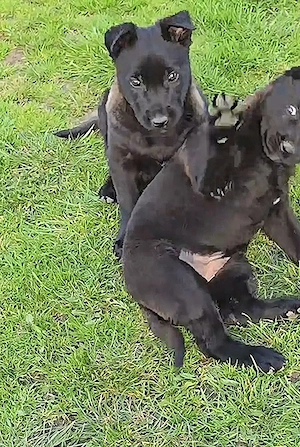 vând pui ciobanesc belgian malinois - imagine 2
