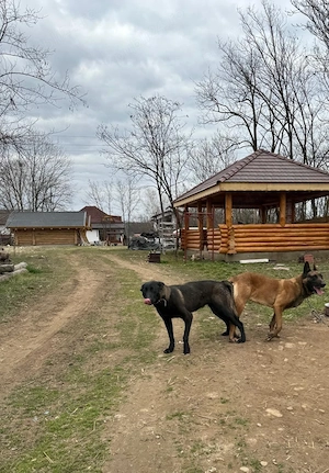 vând pui ciobanesc belgian malinois - imagine 3