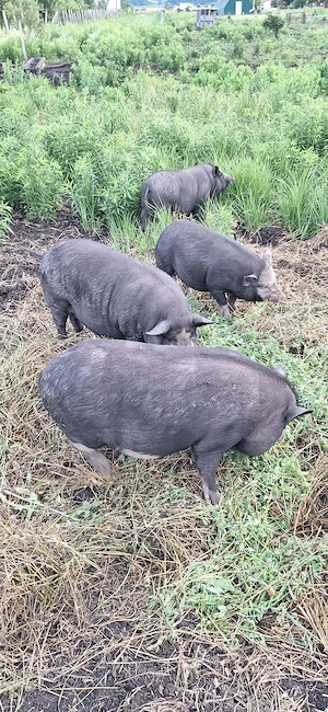 Porci vietnamezi de vanzare - imagine 2