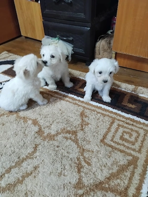 catei  bichon