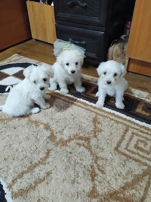 catei  bichon - imagine 2