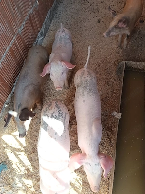 vând purcei de 9 săptămâni 400 lei bucata negociabil.