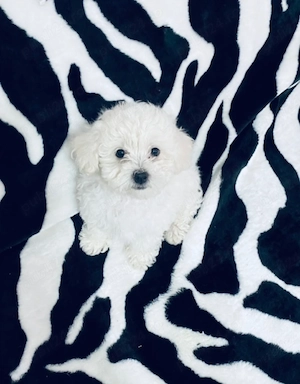 Vand bichon mini toy 6 saptamani 