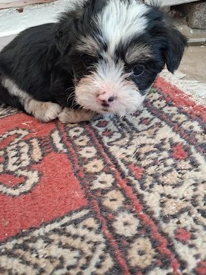 Bichoni Maltese - imagine 2