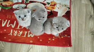 Pisici scottish fold lilac (cappuccino) - imagine 2