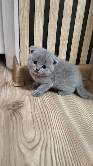 Pisici scottish fold lilac (cappuccino) - imagine 5
