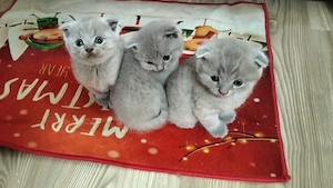 Pisici scottish fold lilac (cappuccino) - imagine 3