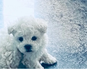 Vand bichon miny toy 6 saptamani