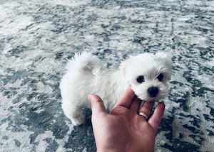 Vand bichon mini toy 6 saptamani 