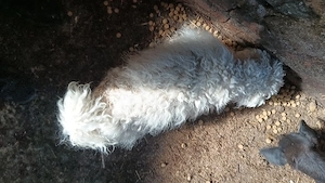 femelă bichon - 1 an - imagine 2