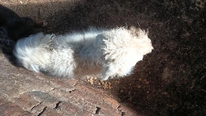 femelă bichon - 1 an - imagine 3