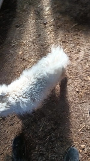 femelă bichon - 1 an - imagine 5