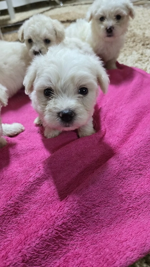 Bichoni Malteze