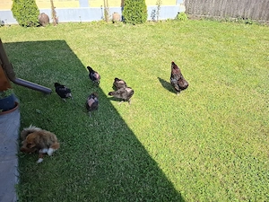 Araucana familie