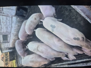 Porci 90 kg